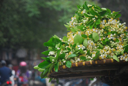 Mùa hoa bưởi